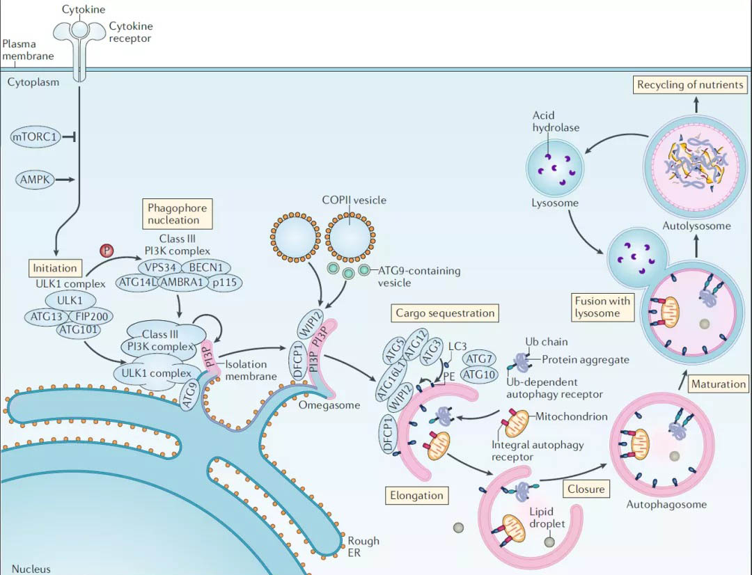 Sci Immuno：开启移植物抗肿瘤效应的开关——扩增干细胞样记忆T细胞 - 知乎